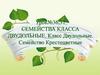 Семейства класса двудольные. Класс двудольные. Семейство крестоцветные
