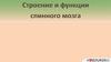 Строение и функции спинного мозга