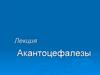 Акантоцефалезы. Лекция