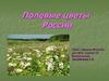 Полевые цветы России