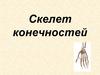 Скелет конечностей. Скелет верхней конечности