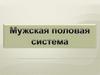 Мужская половая система