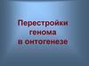 Перестройки генома в онтогенезе