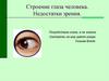 Строение глаза человека. Недостатки зрения