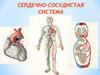 Сердечно-сосудистая система