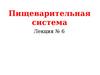Пищеварительная система