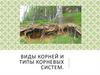 Виды корней и типы корневых систем
