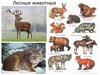 Лесные животные