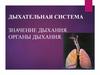Значение дыхания. Органы дыхания