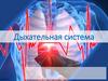 Дыхательная система. Внешнее дыхание (газообмен в легких)