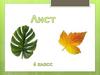 Лист. Биология. 6 класс