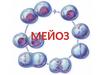 Мейоз. Фазы мейоза