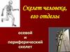 Осевой и периферический скелет