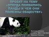 Откуда появились панды и чем они полезны обществу
