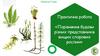 Порівняння будови різних представників вищих спорових рослин. Біологія. 7 клас