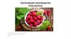 Организация производства ягод малины