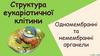 Структура еукаріотичної клітини. Одномембранні та немембранні органели