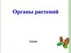 Органы растений