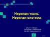 Нервная ткань. Нервная система