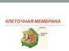 Клеточная мембрана