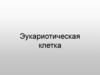 Эукариотическая клетка