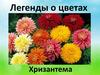 Легенды о цветах. Хризантема