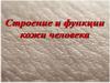 Строение и функции кожи человека