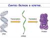 Синтез белков в клетке