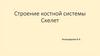 Строение костной системы. Скелет