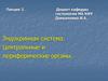 Эндокринная система. Центральные и периферические органы