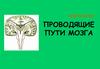 Неврология. Проводящие пути мозга