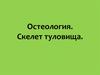 Остеология. Скелет туловища