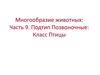 Подтип Позвоночные, класс Птицы