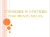 Строение и функции головного мозга