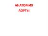 Анатомия аорты