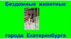Бездомные животные города Екатеринбурга