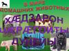 В мире домашних животных