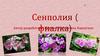 Сенполия (фиалка)