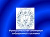 Функциональная анатомия эндокринной системы