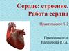Сердце: строение. Работа сердца