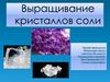 Выращивание кристаллов соли