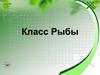 Класс Рыбы