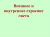 Внешнее и внутреннее строение листа
