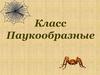Класс Паукообразные