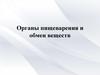 Органы пищеварения и обмен веществ