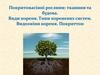 Покритонасінні рослини: тканини та будова. Види кореня. Типи кореневих систем. Видозміни кореня. Покриттон