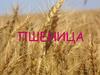 Пшеница. Общие сведения