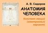 Анатомия человека. Конспект лекций