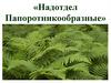 Отдел Папоротникообразные