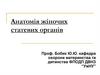 Анатомія жіночих статевих органів